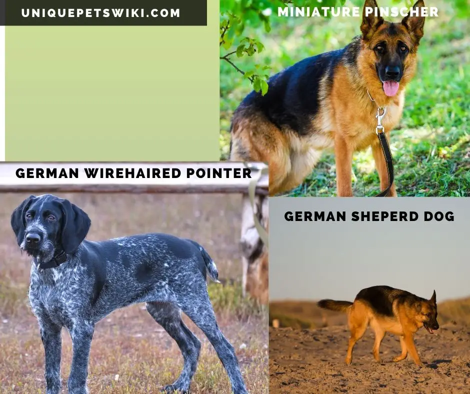 German Shepperd, German Wirehaired Pointer, and Miniature Pinscher