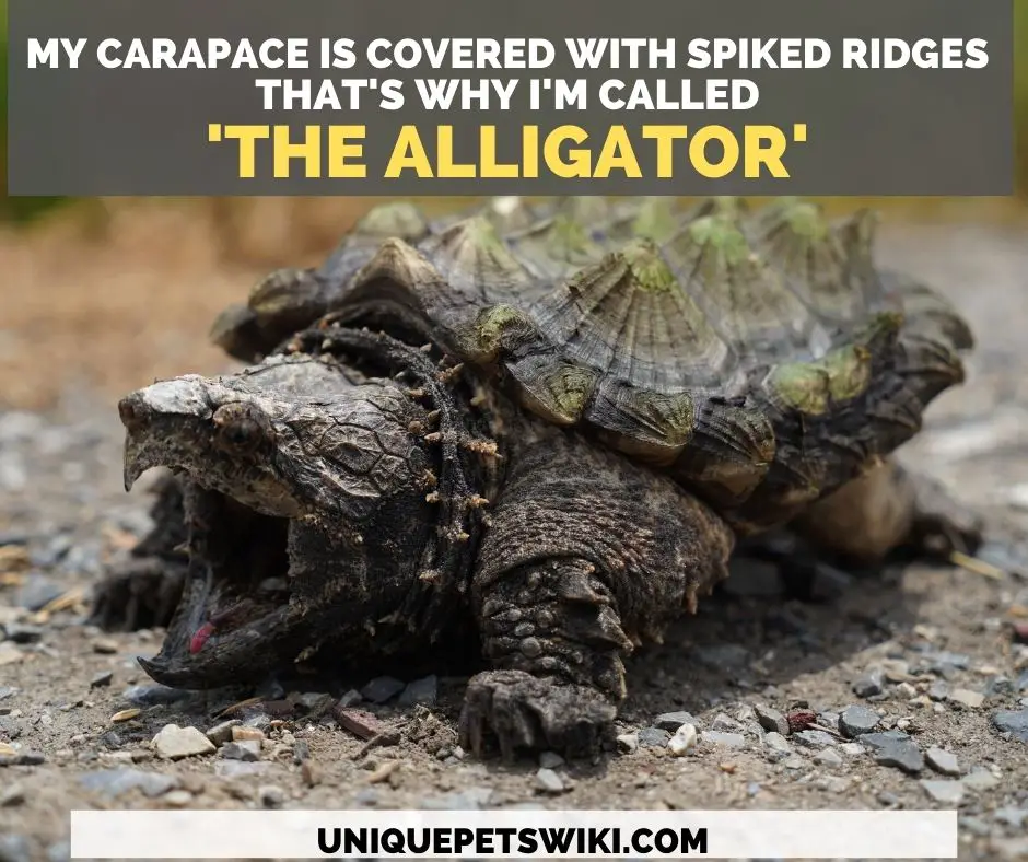 The spiky back of an Alligator snapping turtle