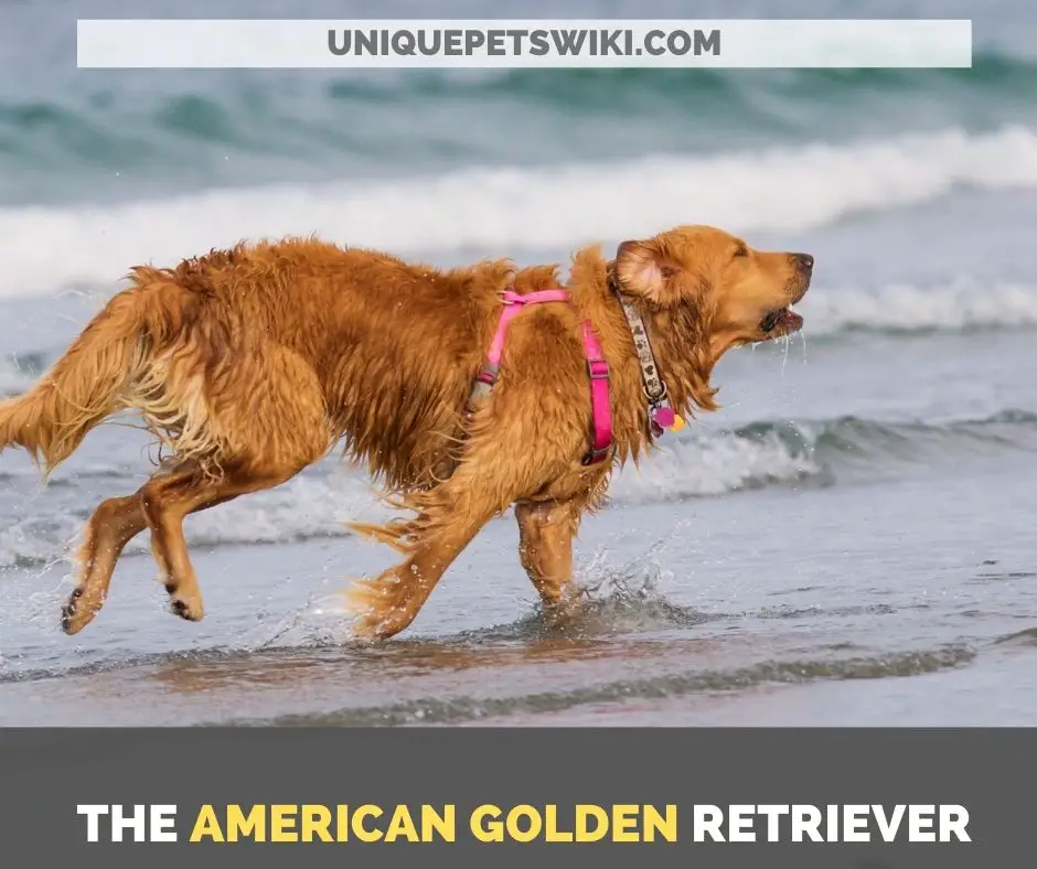 the american golden retriever