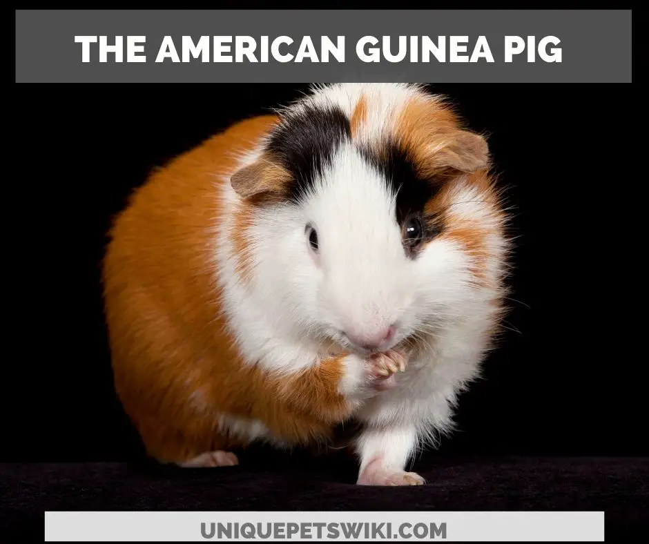 the American guinea pig
