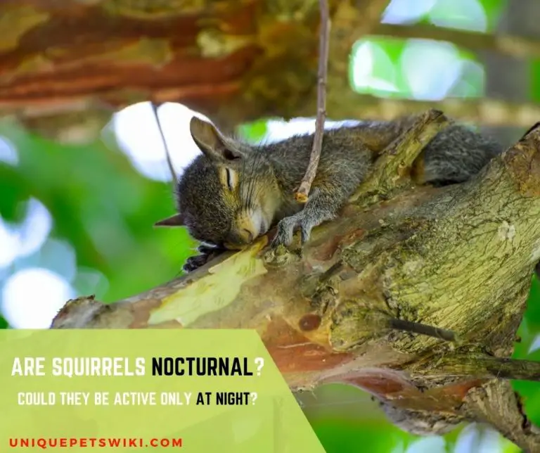 Are Squirrels Nocturnal? Do They Come Out at Night?