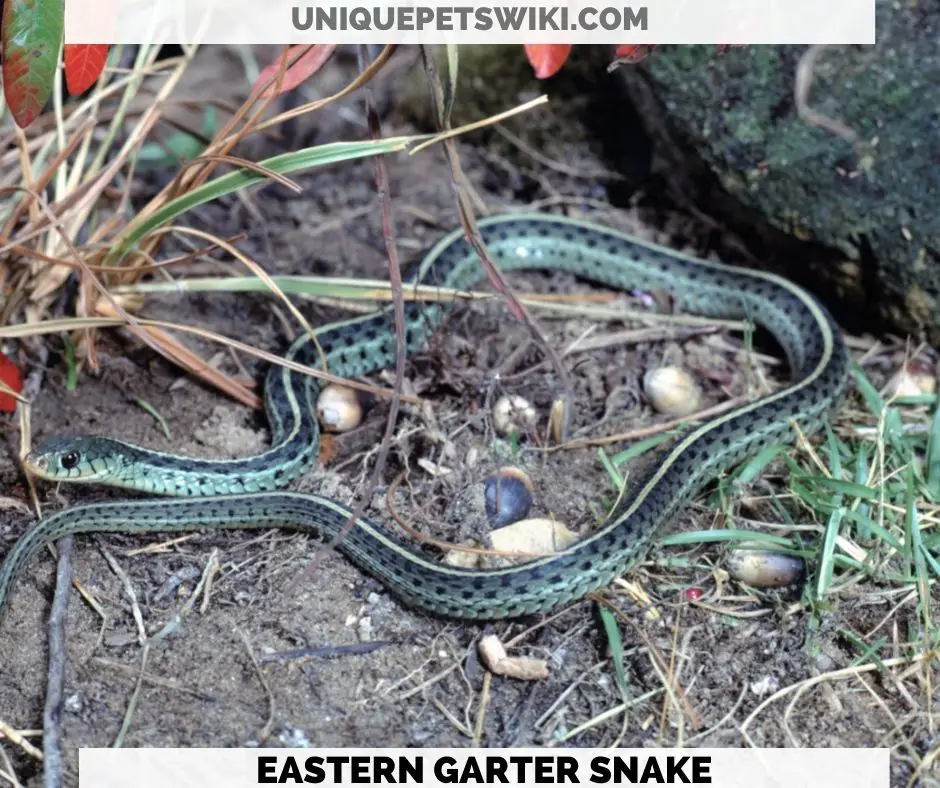 Eastern Garter Snake