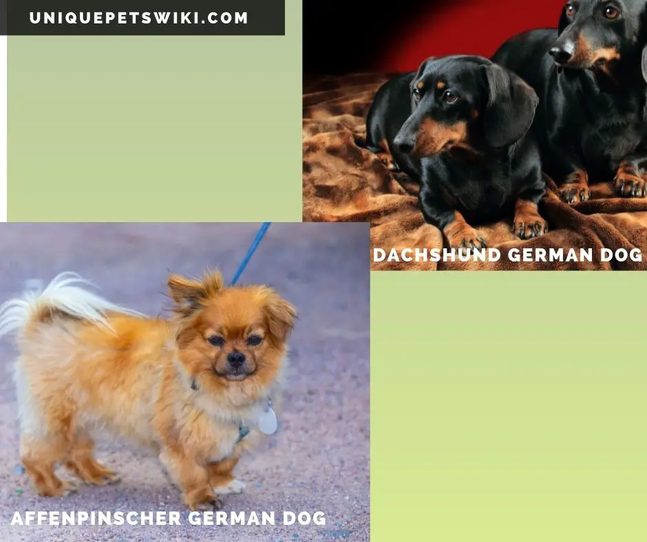 Affenpinscher and Dachshund German dog breeds