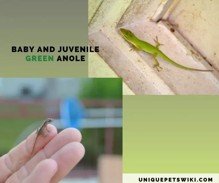 Juvenile And Baby Green Anole Care Guide (With Suppliers)