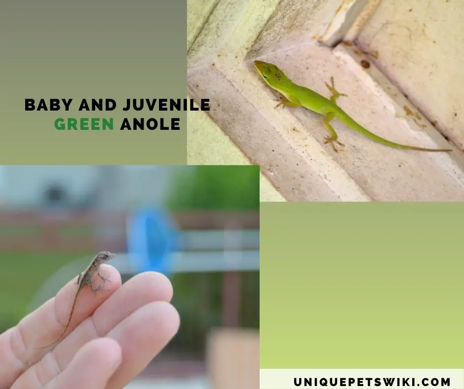 a baby brown anole and a juvenile green anole