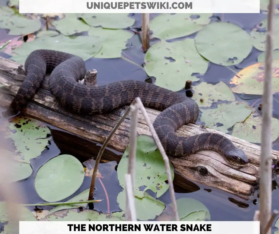 the Northern Water Snake
