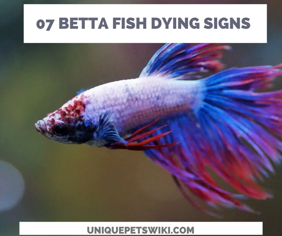 07 Signs of a dying betta fish