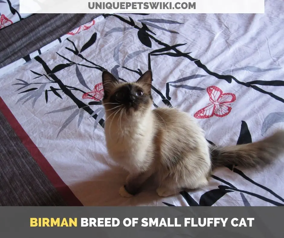 Birman breed of small fluffy cat