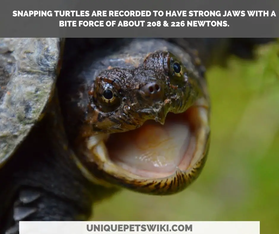 snapping turtle bite force