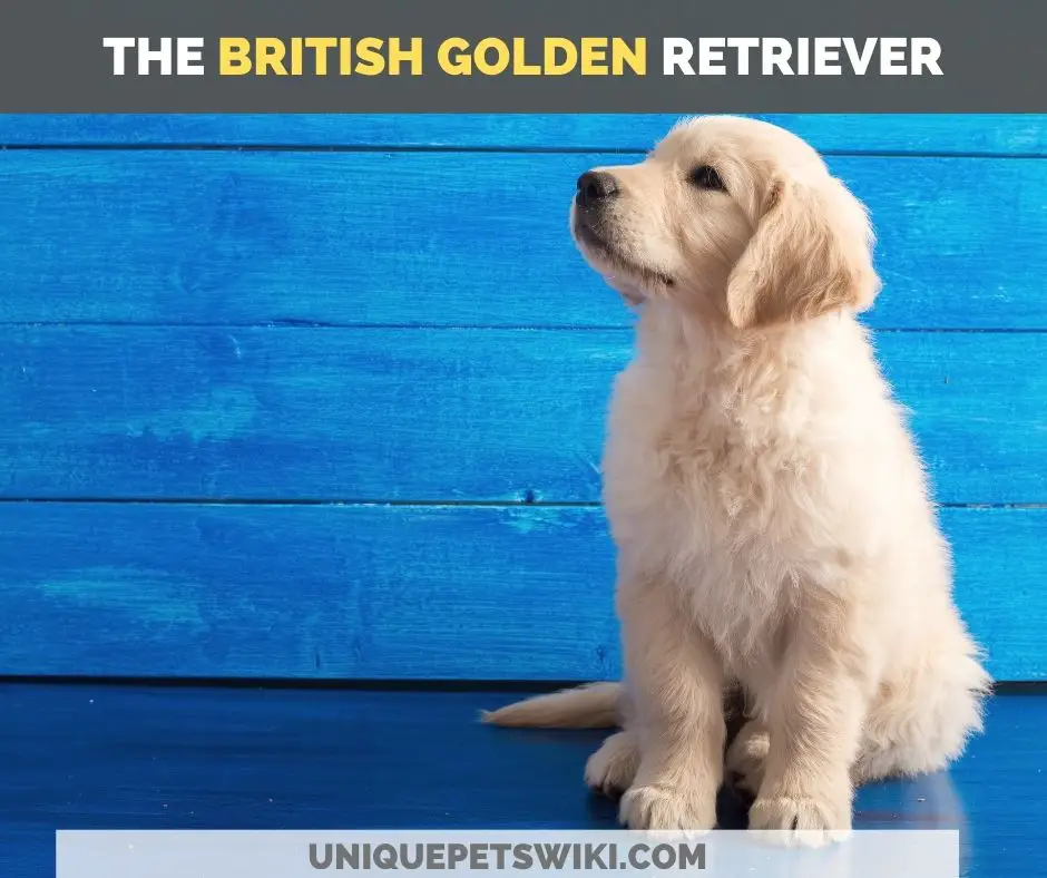 the british golden retriever
