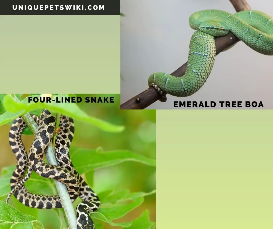 Emerald Tree Boa and four-lined harmless snakes for pets