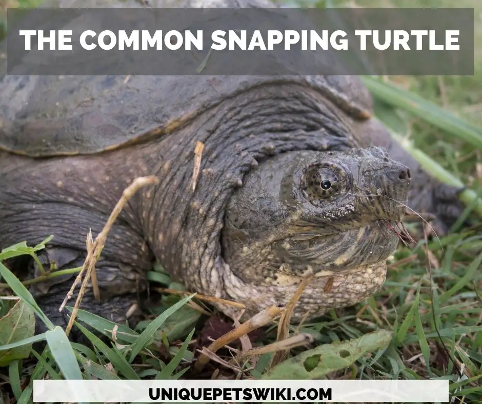 The Common snapping turtle