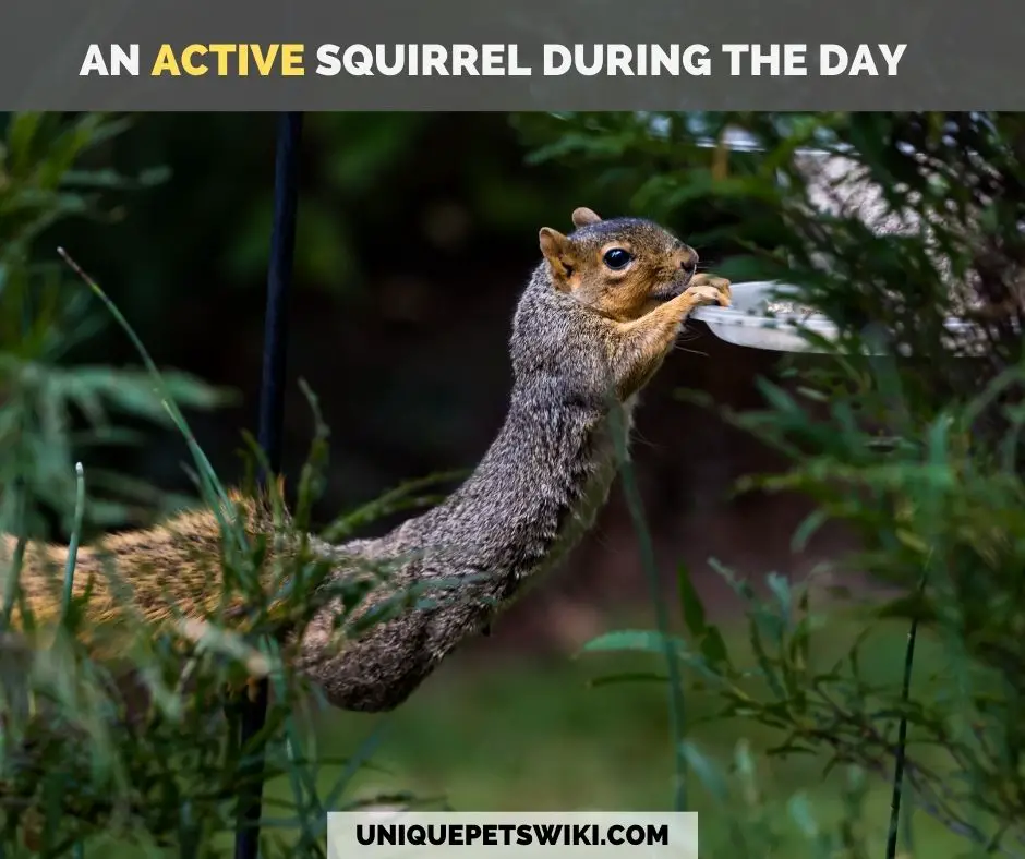An active squirrel during the day