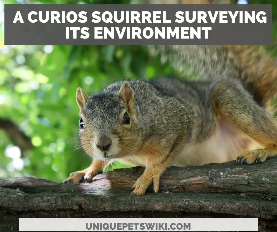 Why do squirrels stare at you?
