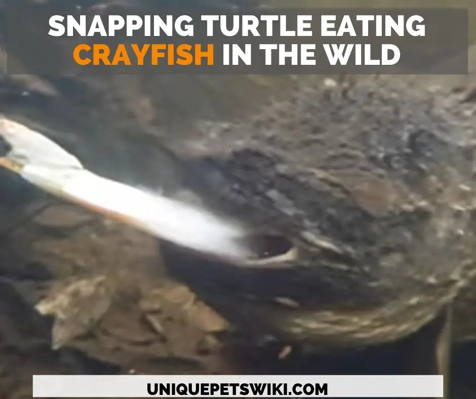 wild snapping turtle eating crayfish and shrimp