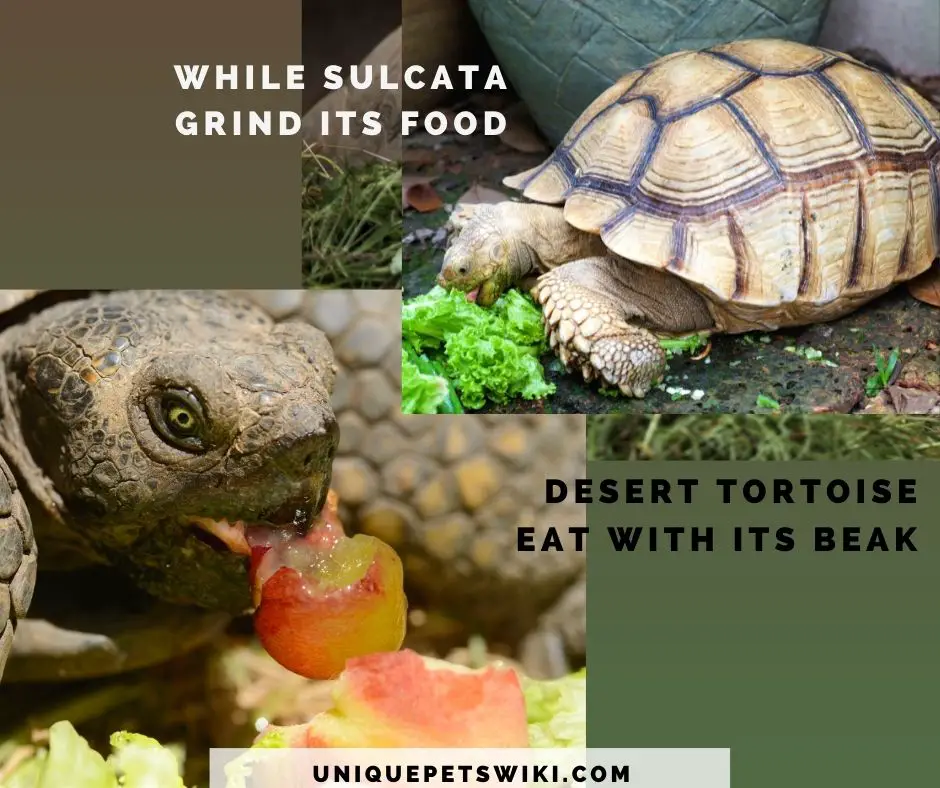 how sulcata and desert tortoises eat