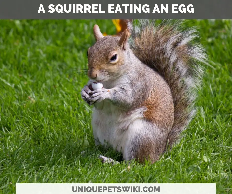 a squirrel eating an egg