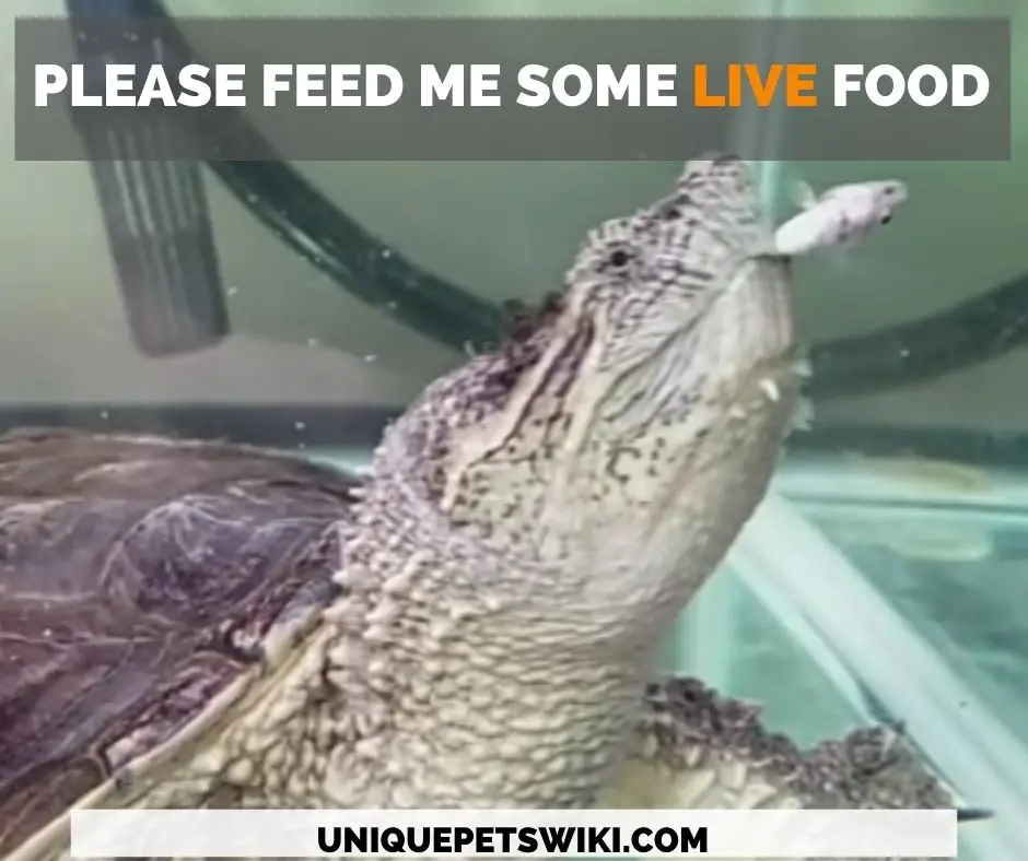 A pet snapping turtle eating a live pinky mouse