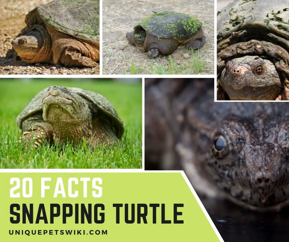 20 Snapping Turtle Facts