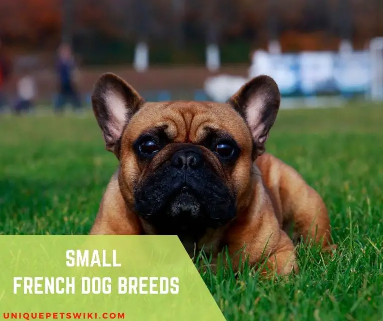 Top 10 Small French Dog Breeds That Stay Small For Pets