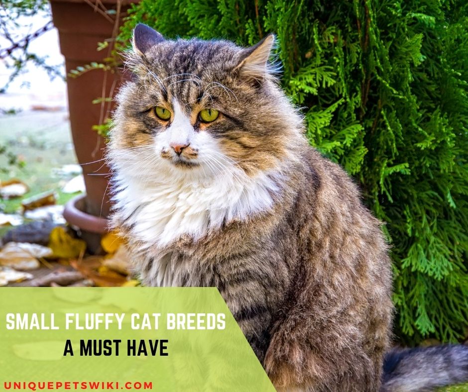 small fluffy cat