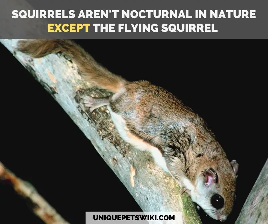 flying squirrels are nocturnal