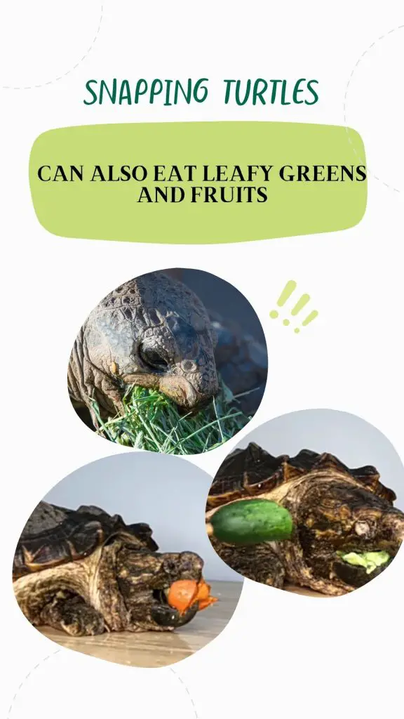 Snapping turtles also eat fruits and vegetables in the wild and these foods should be replicated in captivity
