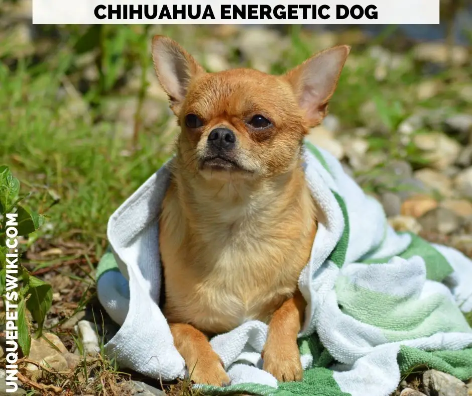 Chihuahua energetic dog