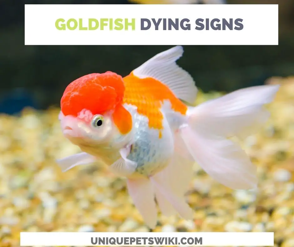 15 Signs Of A Dying GoldFish