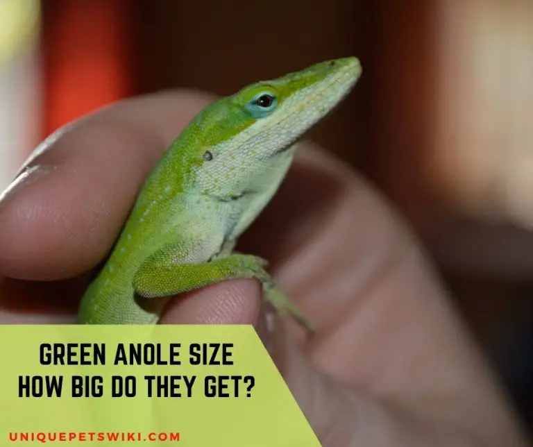 Green Anole Size: How Big Do Green Anoles Get?