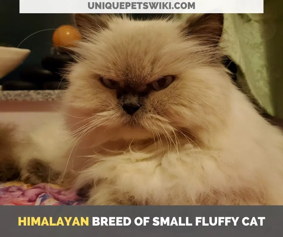 Himalayan breed of small fluffy cat