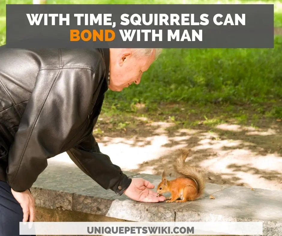 A man hand feeding a squirrel