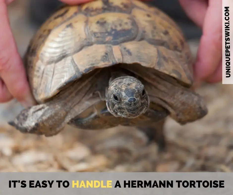 handling hermann tortoise