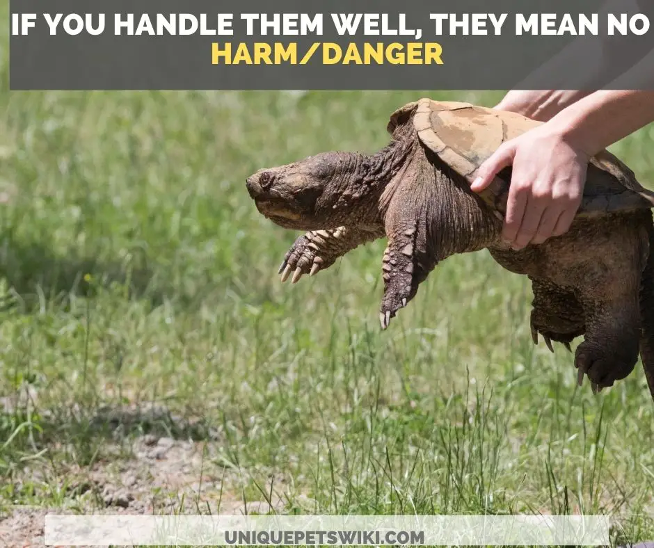 how to handle your pet snapping turtle to avoid a bite