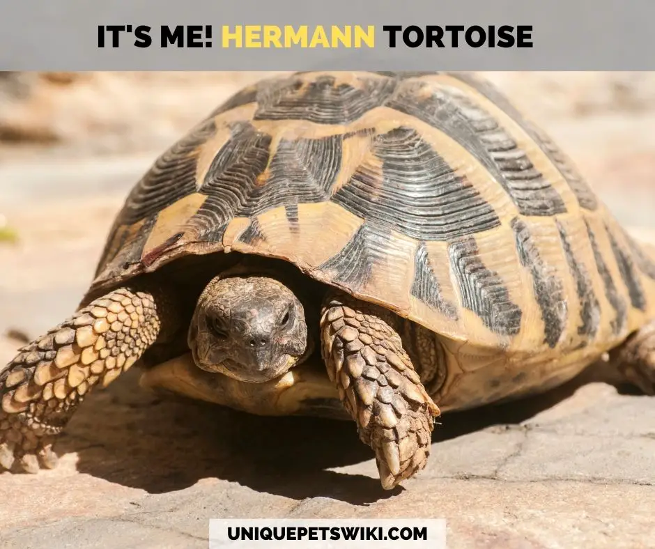 An adult Hermann tortoise