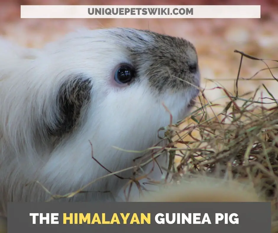 the Himalayan guinea pig