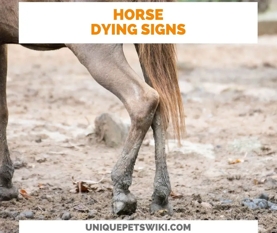13 Signs Of A Dying Horse
