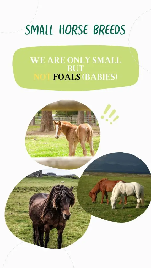 small horse breeds