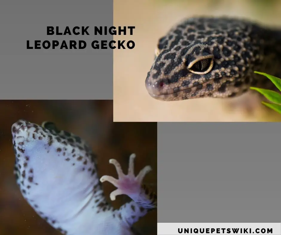 Black Night Leopard Gecko morphs