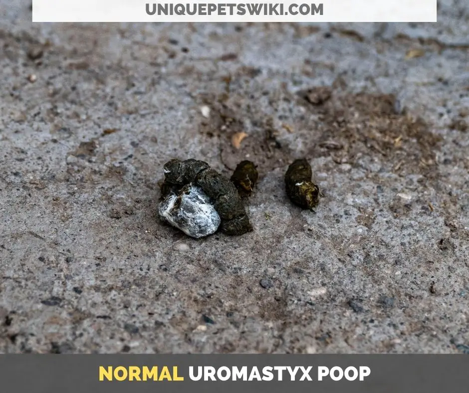 normal uromastyx poop