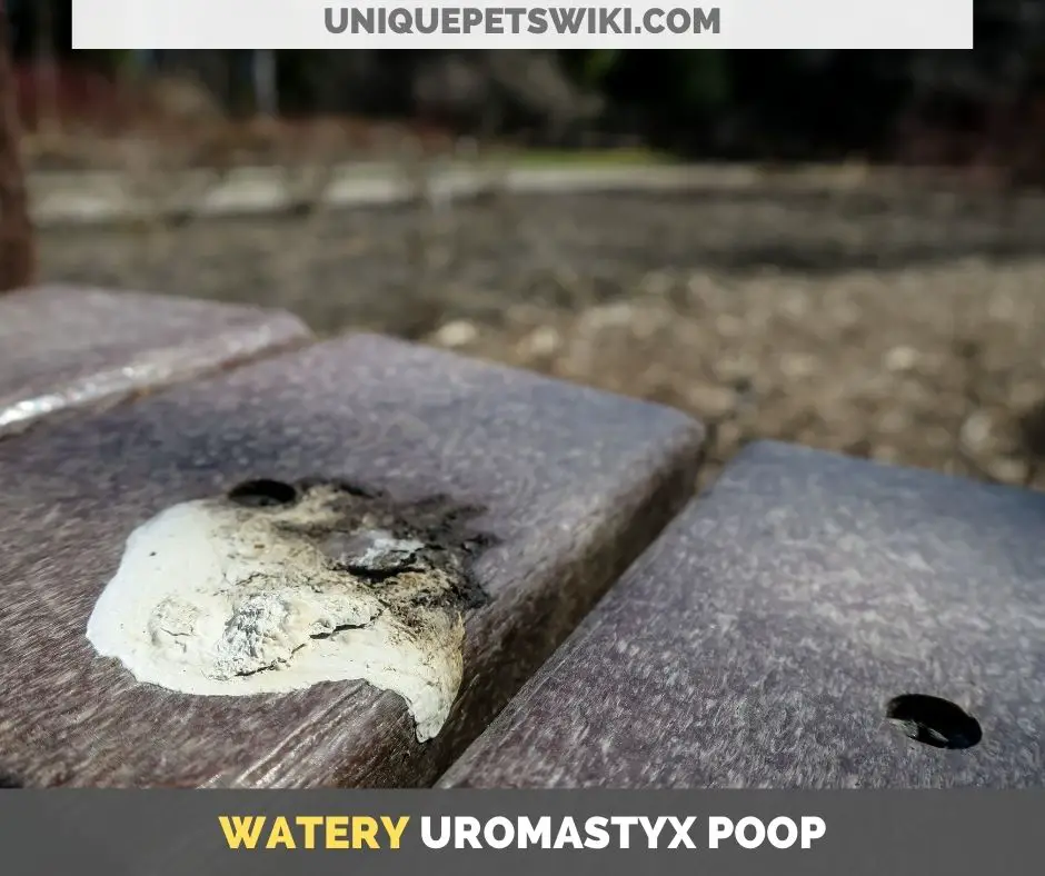 Uromastyx watery poop