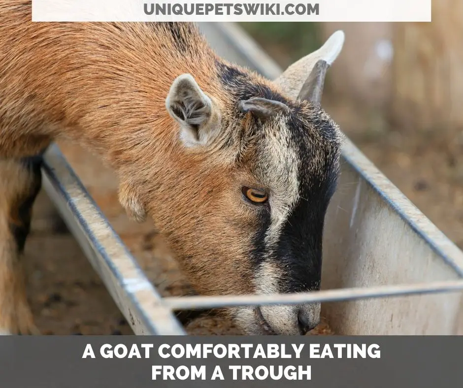 a goat eating from a trough