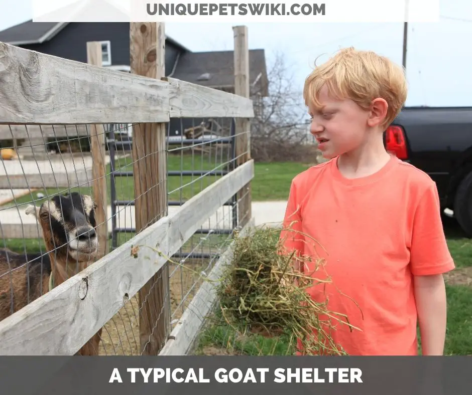 an ideal goat enclosure