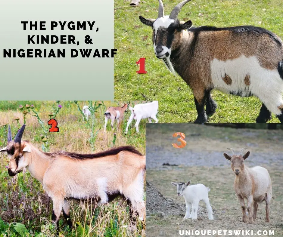 small goat breeds