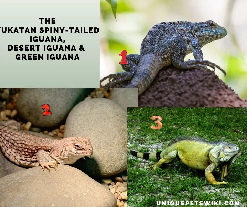 different breeds of small iguana pets