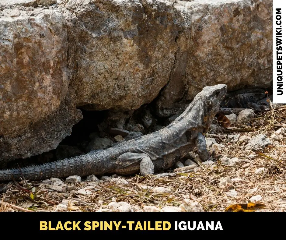 Black Spiny-Tailed Iguana