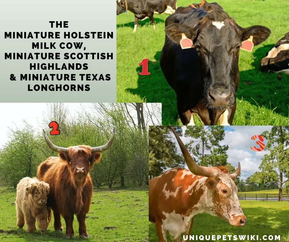 different small cow breeds