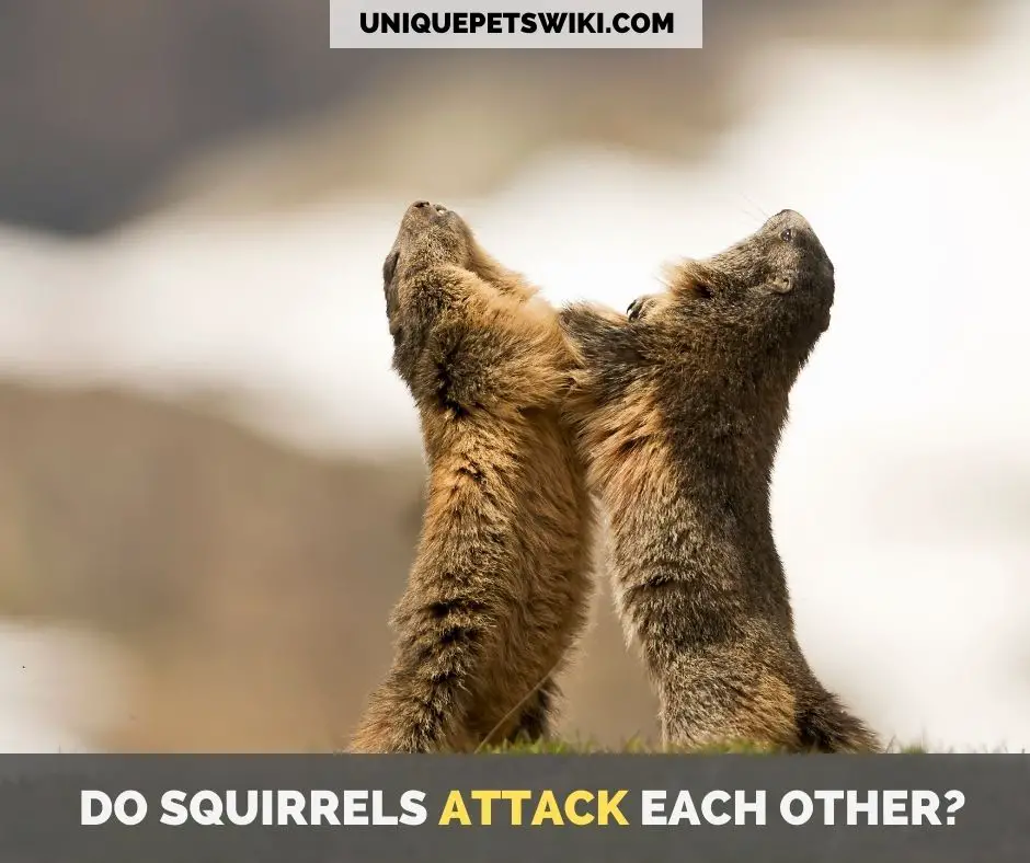 do squirrels attack each other
