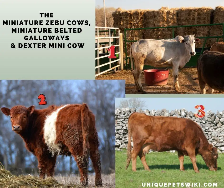 the Miniature Zebu Cows, Miniature Belted Galloways
& Dexter Mini Cow