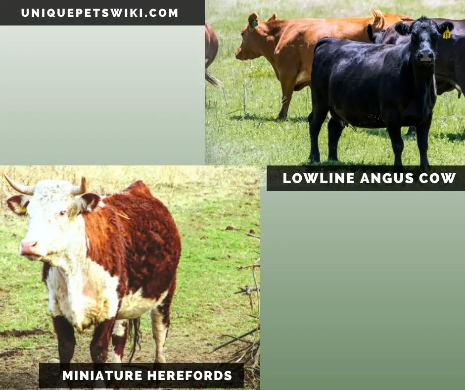 the Lowline Angus & Miniature Herefords